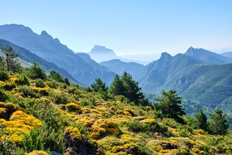 La flora y fauna del Pirineo Aragonés: descubre la biodiversidad de Benasque