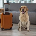 Viajar con Mascotas a Benasque: Consejos y Alojamientos Pet-Friendly