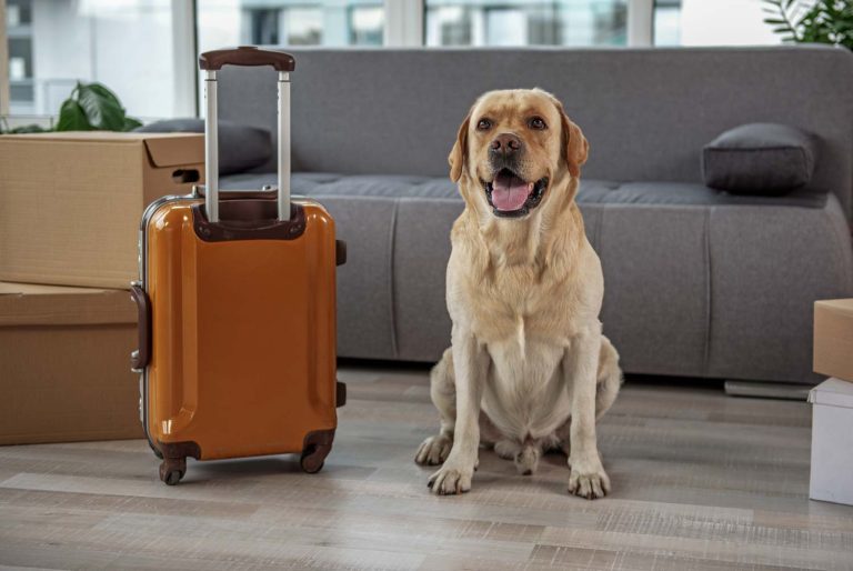 Viajar con Mascotas a Benasque: Consejos y Alojamientos Pet-Friendly