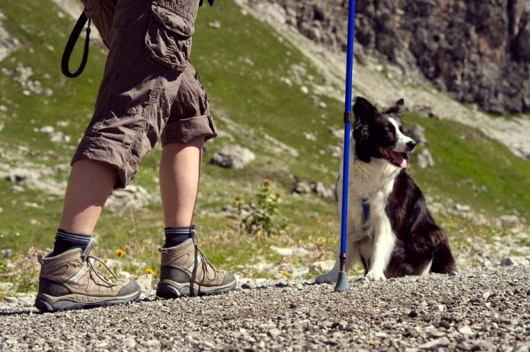 Senderismo con Perros: Rutas Pet-Friendly en Benasque