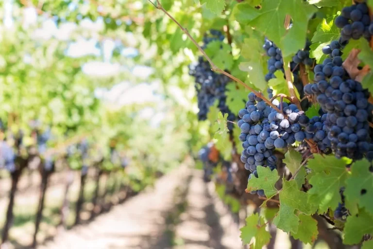 La revolución del vino en el Pirineo Aragonés