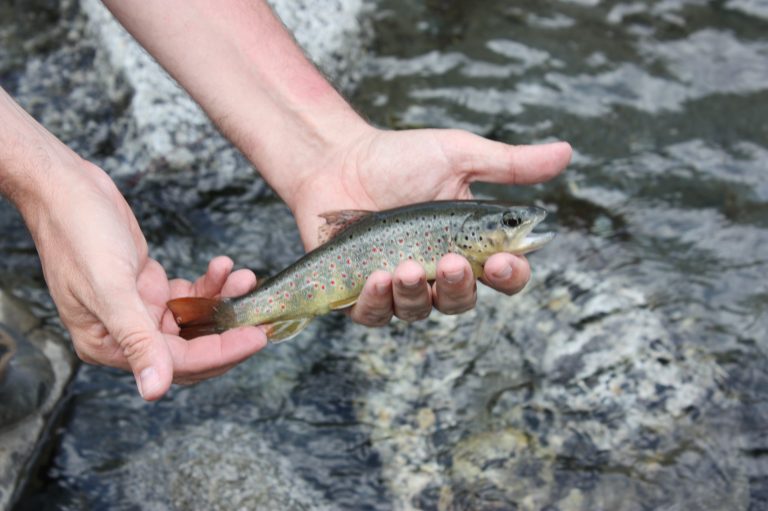 Pesca en los ríos de Benasque: Guía para principiantes y expertos