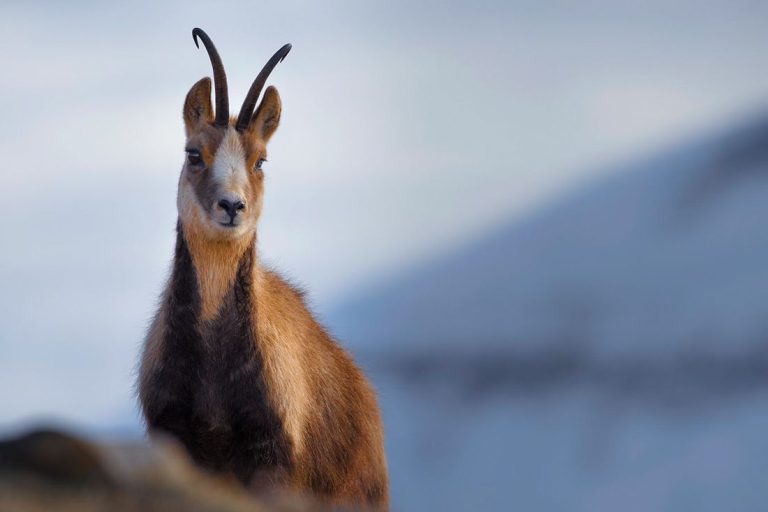 La fauna nocturna del Pirineo: Qué especies puedes avistar