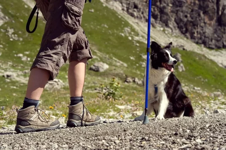 Servicios pet-friendly en Benasque